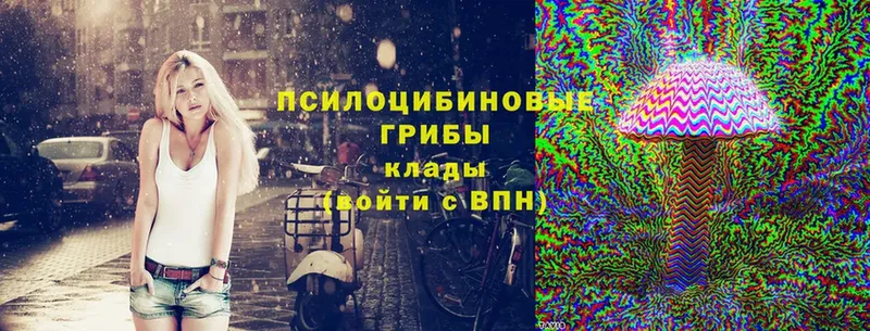 Псилоцибиновые грибы Psilocybine cubensis  Ленинск 